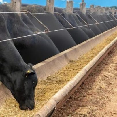 Produção de ração deve alcançar 97 milhões de toneladas em 2026