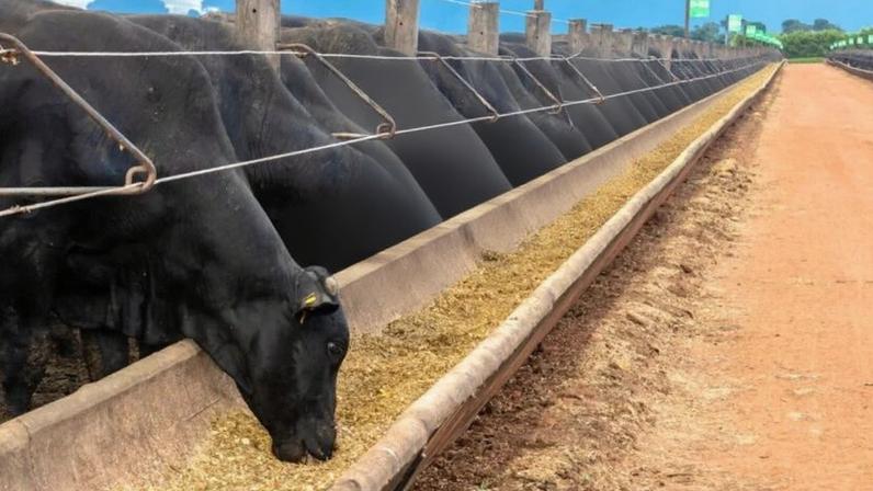 Bovinos de corte em área de alimentação em confinamento