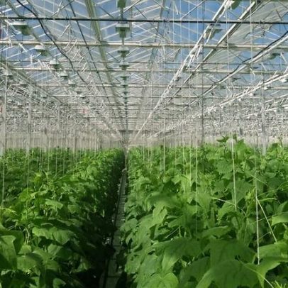 Guerra: Emirados Árabes buscam garantir alimento no deserto