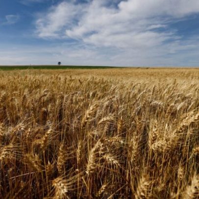 Safra de trigo no Paraná deve recuar 12% em 2026, aponta Deral