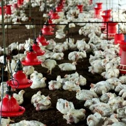 MBRF vê cenário favorável para grãos e afasta impacto imediato da crise dos fertilizantes