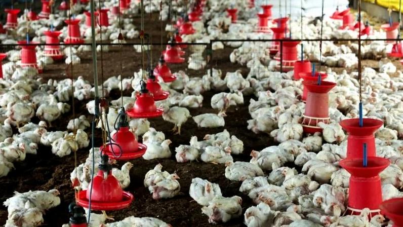Granja de frangos de corte