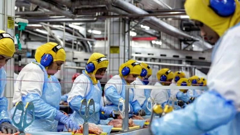 Linha frigorífica de aves na MBRF