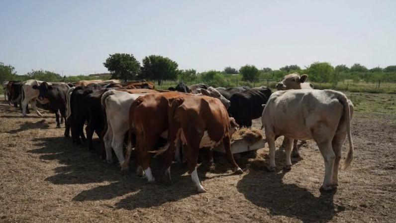 A China é a maior importadora de carne bovina do Brasil