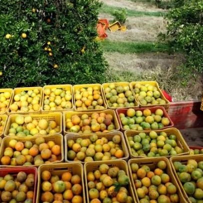 Estoques de suco de laranja sobem 75,4% diante de queda na demanda europeia