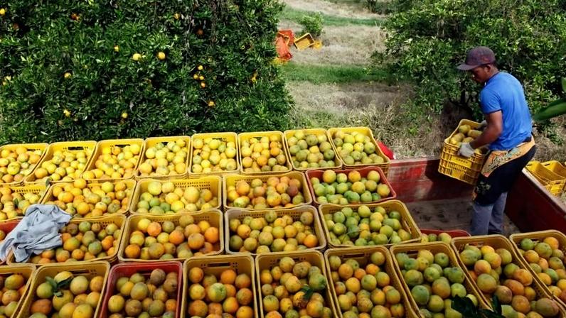 Um trabalhador carrega um caminhão com caixas de laranjas em uma fazenda em Limeira (SP)