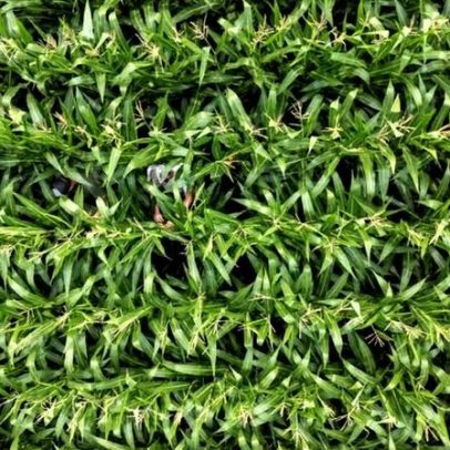 IGC projeta queda na oferta global de grãos e alerta para fertilizantes