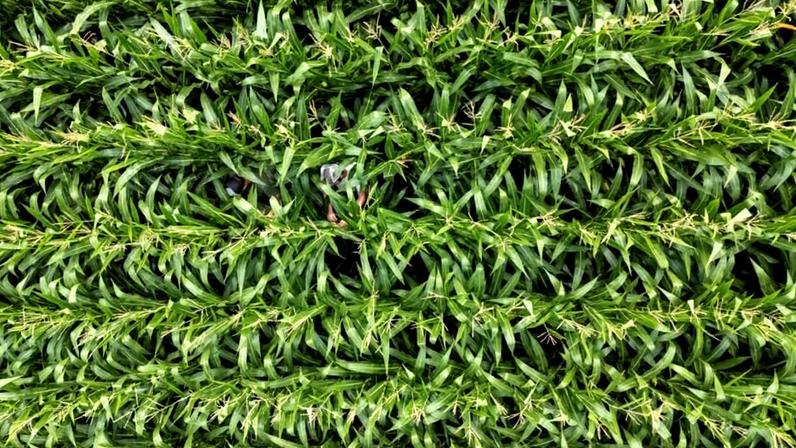 Vista aérea feita por drone sobre uma lavoura de milho