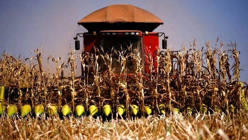 Safra de milho cai para 141,7 milhões de toneladas após corte na safrinha