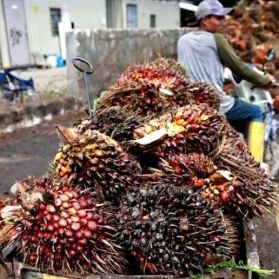 Índia registra maior patamar de importação de óleo de palma em seis meses