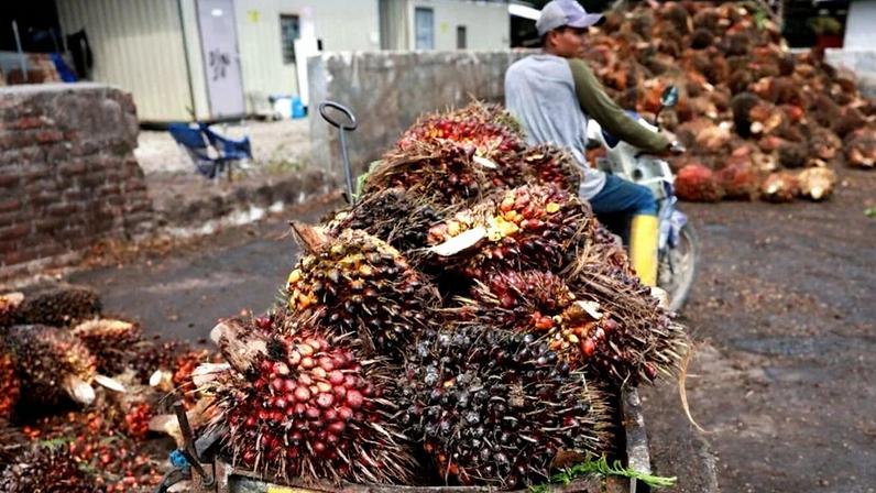 Frutos da palma sendo transportados na Malásia
