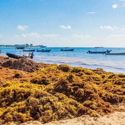 Alga mexicana deixa de ser problema ambiental e vira bioinsumo regenerativo