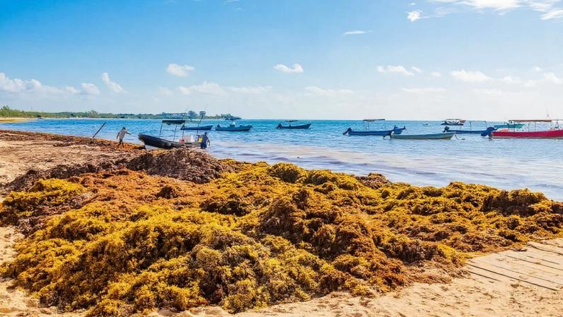 Alga mexicana deixa de ser problema ambiental e vira bioinsumo regenerativo