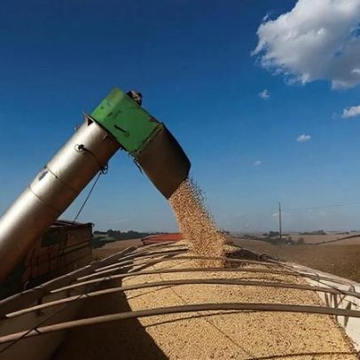 Soja no Brasil chega a 61% da área plantada, diz AgRural