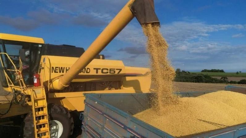Descarregamento de soja colhida no campo