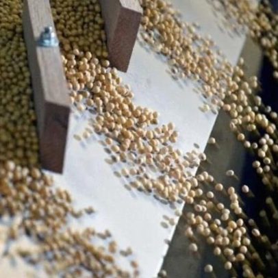 Recorde diário de esmagamento de soja nos EUA em fevereiro