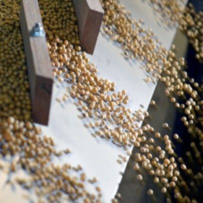 Safra de soja no Paraná alcança 82% da área, segundo Deral