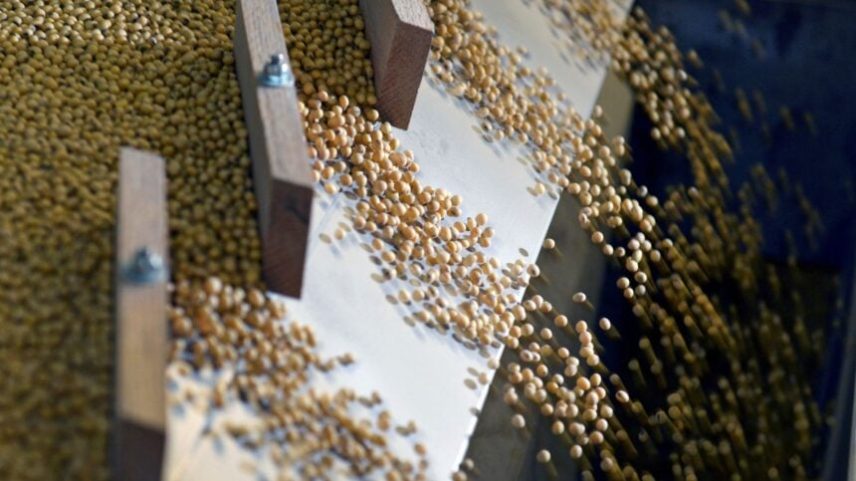 Safra de soja no Paraná alcança 82% da área, segundo Deral