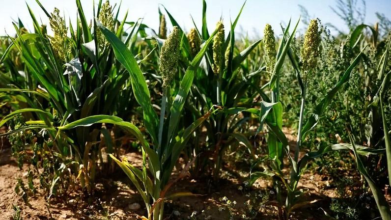 Exportação de sorgo para a China deve ganhar tração no 2º semestre