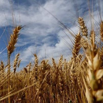 Produção de trigo do Brasil 26/27 deve cair 14,5% devido à redução de área