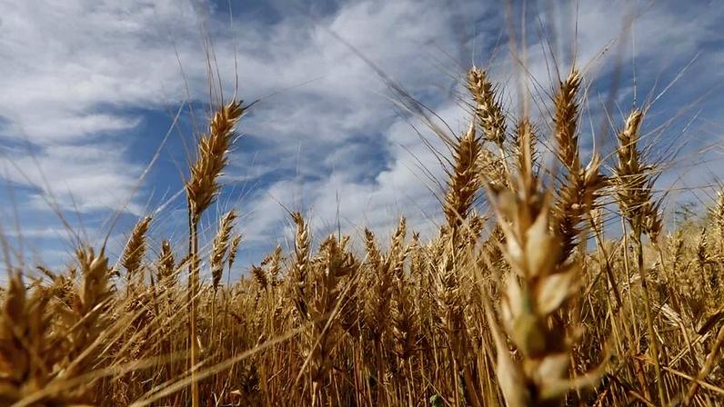 Produção de trigo do Brasil 26/27 deve cair 14,5% devido à redução de área