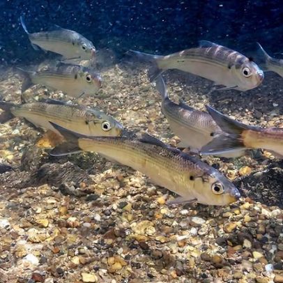 Visão computacional amplia ciência cidadã no monitoramento de peixes