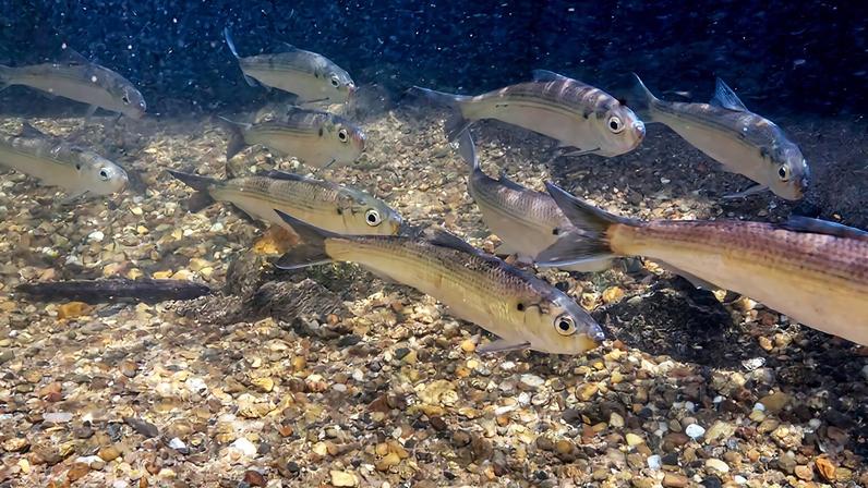 Alewife river herring migrate upstream.