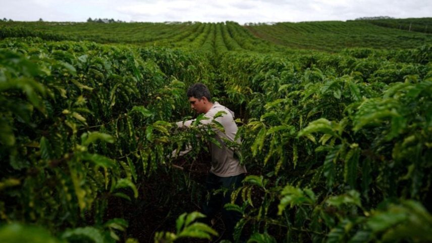 Plantação de café em São Gabriel da Palha, no Espírito Santo