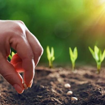 Descubra que tipo de semente você é e faça sua fé crescer