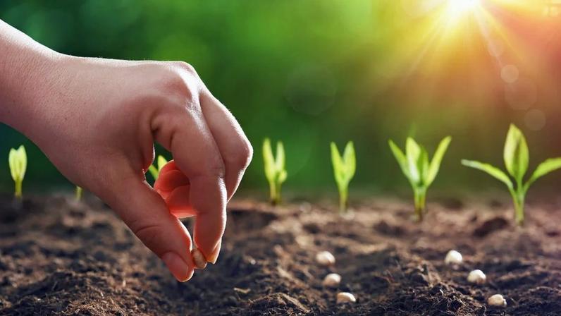 Imagem ilustrativa da Parábola do Semeador e seu significado na fé cristã.