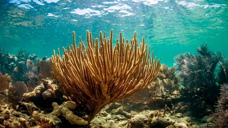 Recifes da Flórida precisam de proteção para reduzir inundações e custos