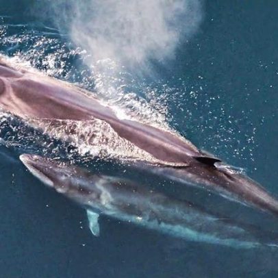 Com tratado de alto-mar em vigor, África Ocidental planeja área protegida