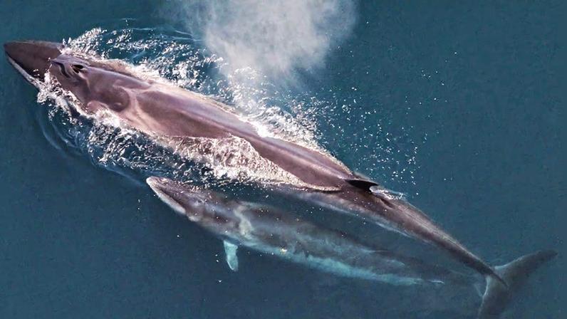 Sei whale (Balaenoptera borealis) mother and calf as seen from the air. Image by Christin Khan NOAA/NEFSC via Wikimedia Commons (CC BY-SA 4.0).