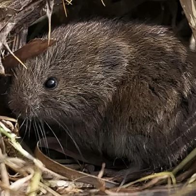 Inundações e tempestades afetam a vida selvagem