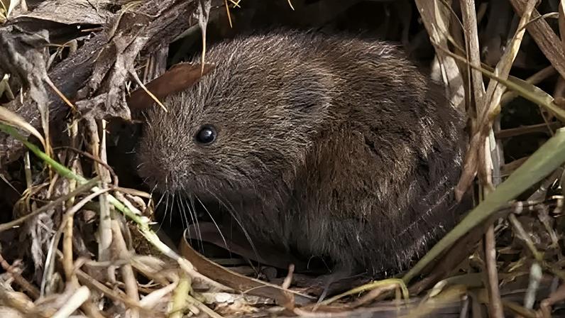Inundações e tempestades afetam a vida selvagem