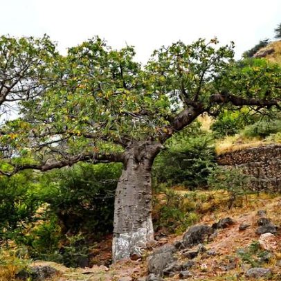 Besouro que devastou Mangueiras agora mata baobás, aponta estudo
