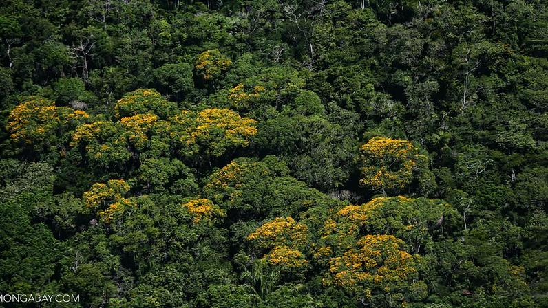 A flowering forest in Brazil. Image by Rhett A. Butler/Mongabay.