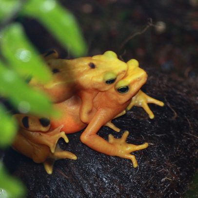 Rãs-douradas panamenhas criadas em cativeiro são soltas na natureza