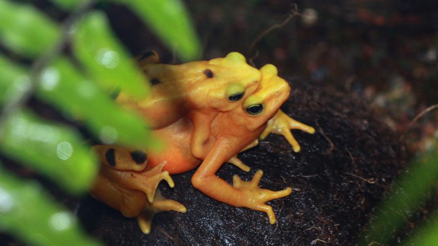 Rãs-douradas panamenhas criadas em cativeiro são soltas na natureza