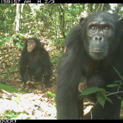 Década de conflito no Camarões coloca símios e conservacionistas em risco
