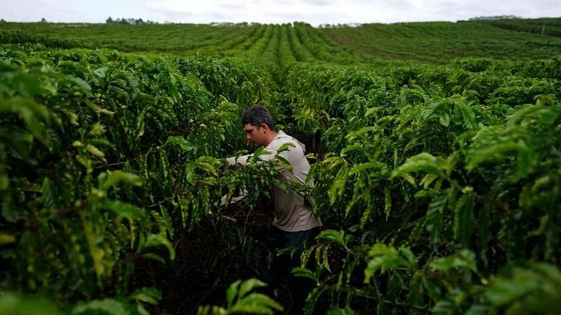 Cooxupé projeta aumento de recebimentos de café em 2026