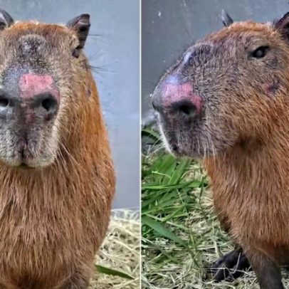 Justiça decreta prisão preventiva de acusados de agredir capivara no Rio