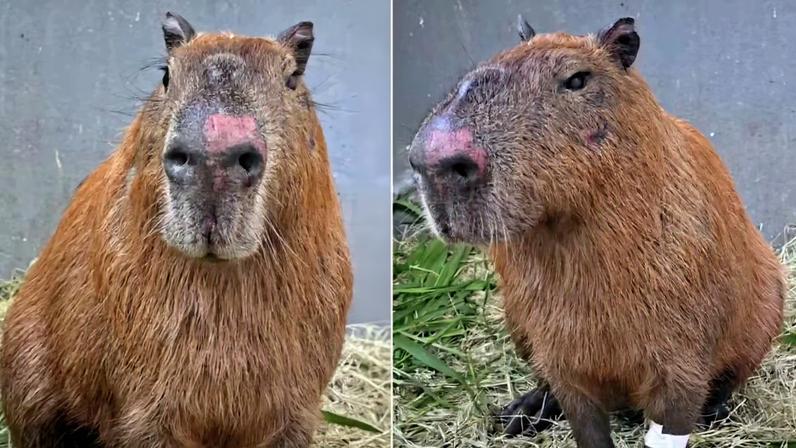 Justiça decreta prisão preventiva de acusados de agredir capivara no Rio