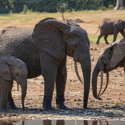 Há muitos dados sobre biodiversidade, mas poucas respostas para conservação