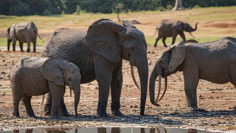 Há muitos dados sobre biodiversidade, mas poucas respostas para conservação