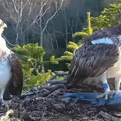 Águias-pescadoras retornam, evitando o drama amoroso da última temporada