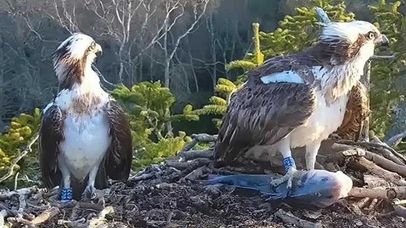 Águias-pescadoras retornam, evitando o drama amoroso da última temporada