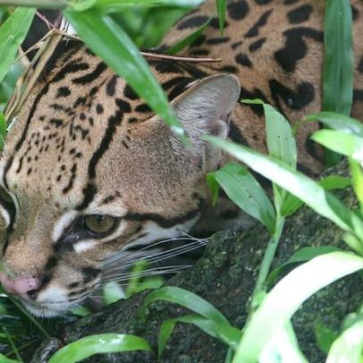 Océlote raro avistado na ilha de Cozumel, México