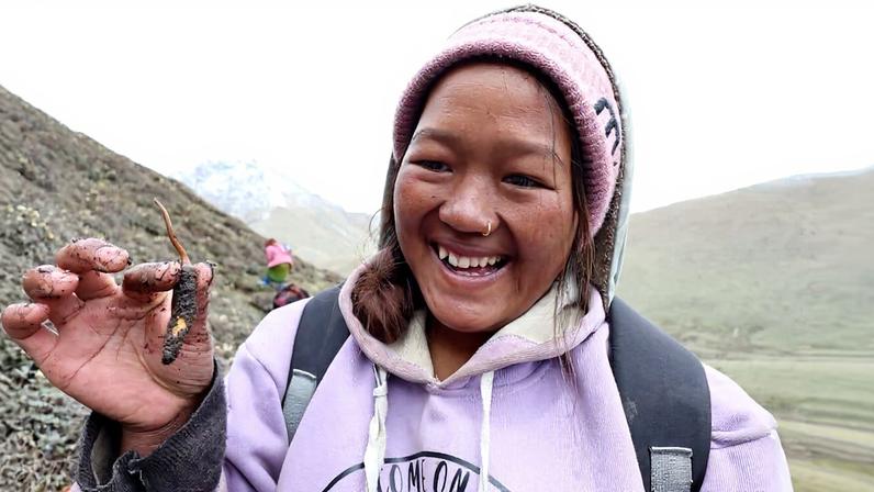 Pranisha Pun harvests a cordyceps mushroom in western Nepal. Image by Sushil Mainali / ANSAB.