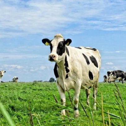 Crise do nitrogênio na Holanda mobiliza políticas e medidas ambientais